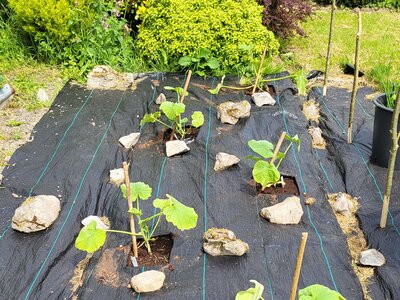 Courgettes and squash planted outside and settling in for a burst of growth in June