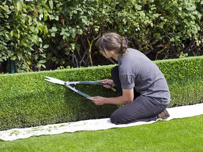 May is a good time to start trimming hedges and topiary to promote bushy growth - Image by Ron Porte