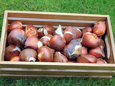 Spring bulbs in a box ready for planting - Image courtesy of Needpix