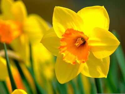 Spring flowering daffodils - Image by Nicky ❤️🌿🐞🌿❤️ from Pixabay