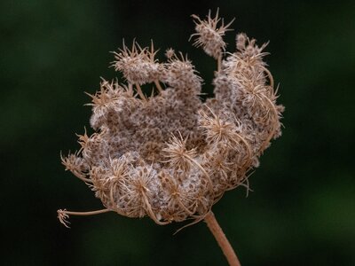 Dried carrot flower with seeds - Image by Doğan Alpaslan Demir from Pixabay