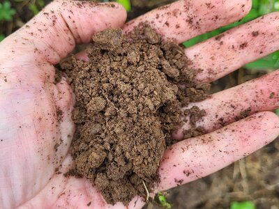 A quick squeeze test of loamy soil - Photo taken by Richard (AGC) 27/07/2026