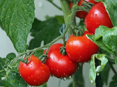 Grow Your Own: Tomatoes