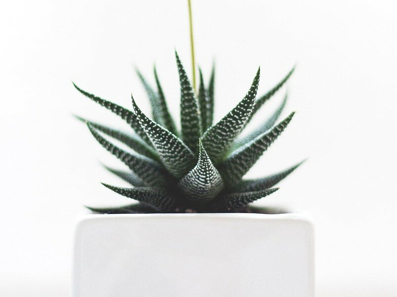 Aloe Vera: Low-Maintenance Houseplant with Big Benefits