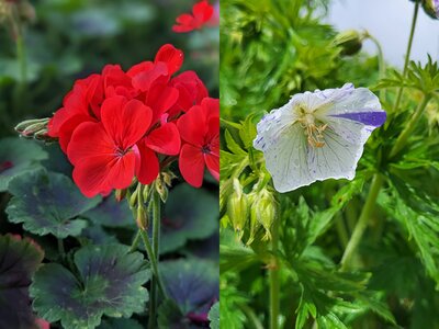 Pelargonium (left - Image by Cindy from Pixabay) and Geranium (right - Photo by Richard AGC)