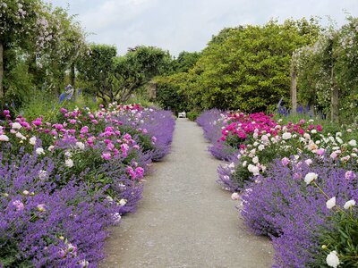 Scented Path, Mount Congreve Gardens, near to Ballyduff, Co Waterford, Ireland - Photo by David Dixo