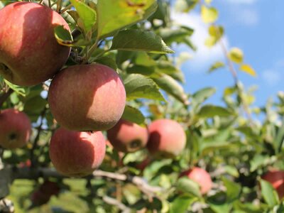 Growing your own fruit trees