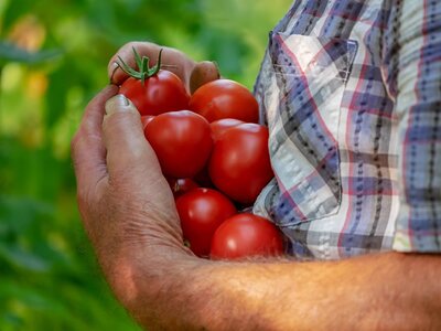 Harvesting your own tomatoes - Image by Ilo from Pixabay