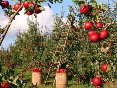 How and when to prune fruit trees