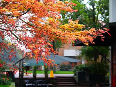 How and Where to Grow Japanese Acers