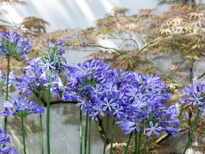 Agapanthus grown in a walled garden - Image by RainerBerns from Pixabay