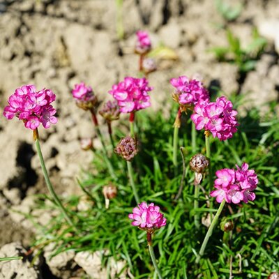 Armeria - Image by Hans from Pixabay