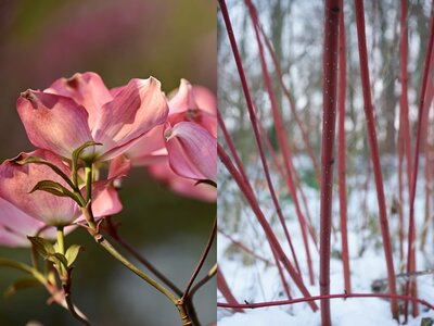 Cornus Kousa (left), Cornus alba 'Sibirica' (right)