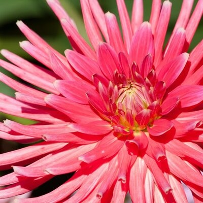 Dahlia flower - Image by Stefan Schweihofer from Pixabay