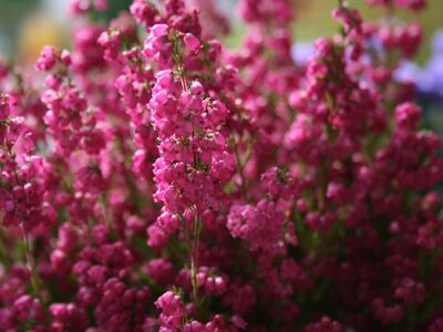 Pink fllowering heather - Image by Emmi Nummela from Pixabay