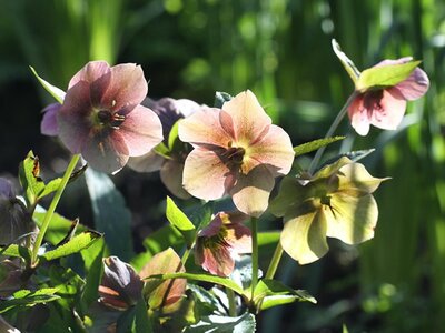 How to grow and care for hellebores