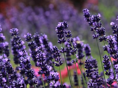 Lavandula angustifolia - Image by 🌸♡💙♡🌸 Julita 🌸♡💙♡🌸 from Pixabay