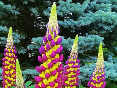 How to grow and care for Lupins in your garden