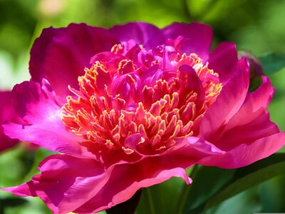 Peony 'Nippon Beauty' - Image by Nicky ❤️🌿🐞🌿❤️ from Pixabay