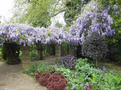 Wisteria at Ada Salter Rose Garden, Southwark Park - Photo by 'Marathon' (Geograph.org CC BY-SA 2.0)