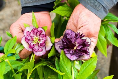 How to grow Hellebores