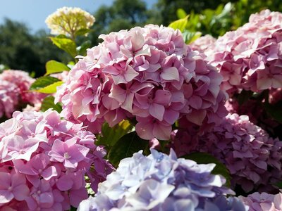 How to Plant and Care for Hydrangeas