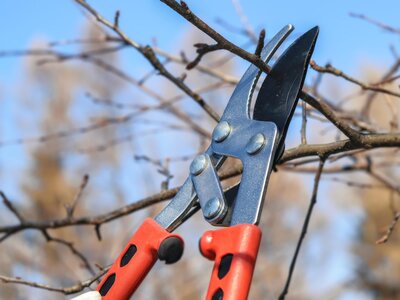 Tree Pruning - Image by AS Photography from Pixabay