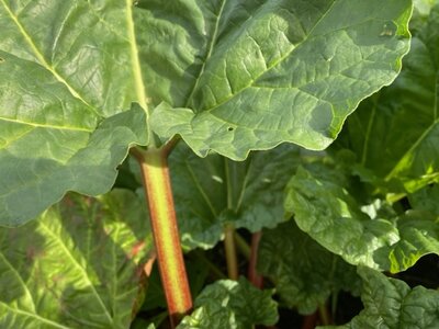 Irish Rhubarb Cake