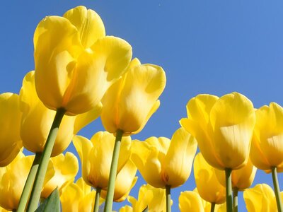 It's time to plant spring bulbs