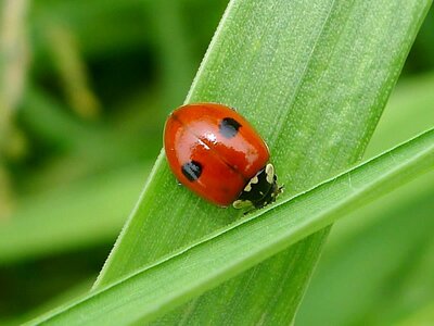 2-Spot Ladybird (Adalia bipunctata) - Photo by gailhampshire (CC BY-SA 2.0)