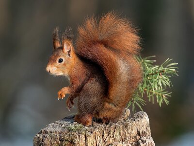 Red squirrel in winter - Image by didier aires from Pixabay