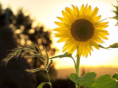 Sunflower - Image by Mircea Ploscar from Pixabay