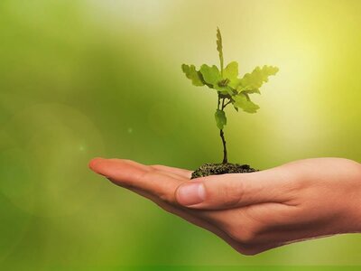 National Tree Week 2025