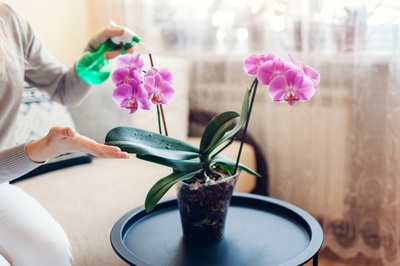 Orchid care tips