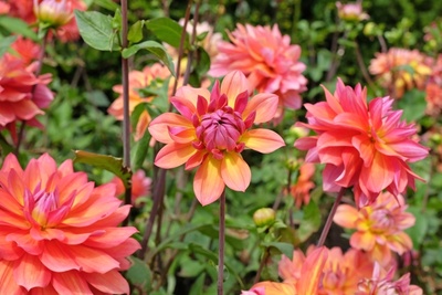 Summer bulbs to plant now