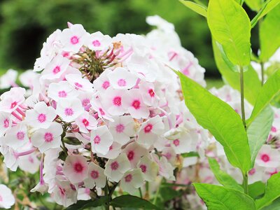 Phlox paniculata - Image by NoName_13 from Pixabay
