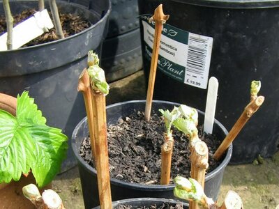 Grape Vine Cuttings - Photo by Mark Shirley (CC BY-SA 2.0)