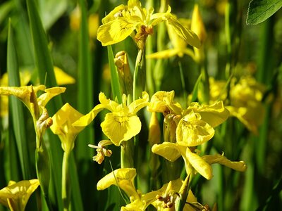 Plant Focus: Aquatic Plants