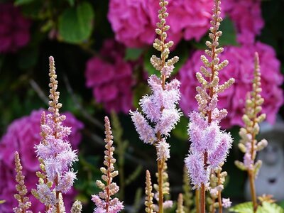 Plant Focus: Astilbe