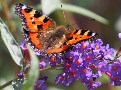 Plant Focus: Buddleja