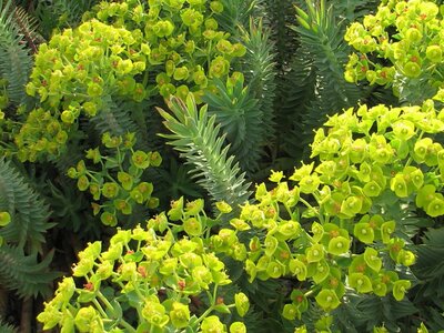 Plant Focus: Euphorbia