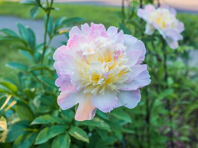 Plant Focus: Peonies