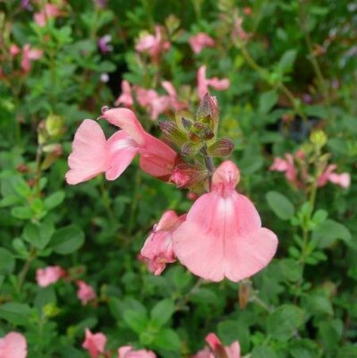 Plant Focus: Salvia