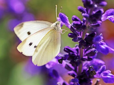 Plant Focus: Salvias