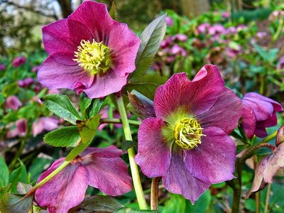 Planting and Caring for Hellebores