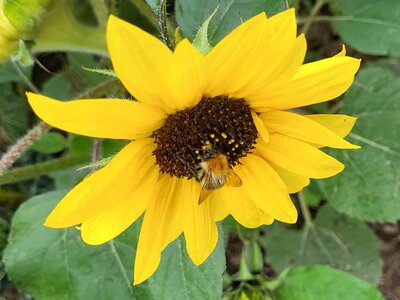 Sunflower providing nectar to a bee - Photo taken by Richard (AGC) 15/08/2026