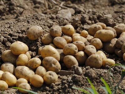 Potato Planting Season Begins