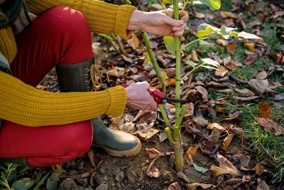 Prepare your garden for autumn