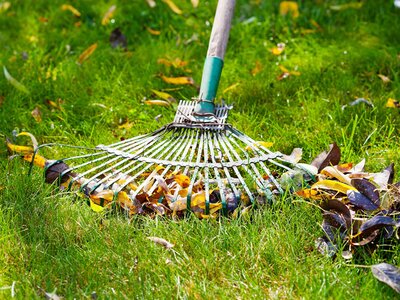Clearing leaves from your lawn