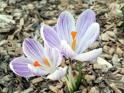Mulch applied around crocus bulbs - - Image by katlinwagner from Pixabay